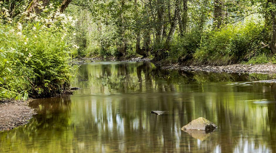 Bank Stones Trees River