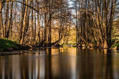 River Bank Bald-Trees Trees Picture