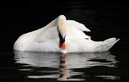 Belgium Romantic Swan Bruges Picture