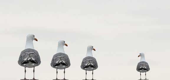 Gulls Background-Image Composing Fun-Photo Picture