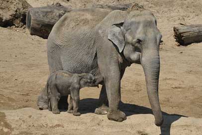 Elephant-With-Boy Mechelen Belgium Zoo Picture