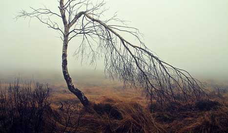 Fog Birch Moorland Moor Picture