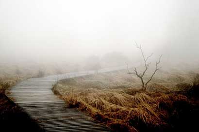 Fog Plant Nature Autumn Picture