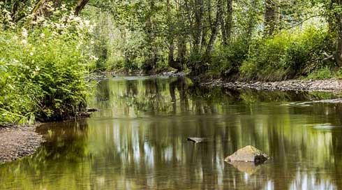 River Bank Stones Trees Picture