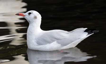 Seagull Seevogel Water-Bird Bird Picture