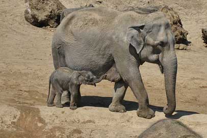 Elephant-With-Boy Planckendael Zoo Young-Elephant Picture