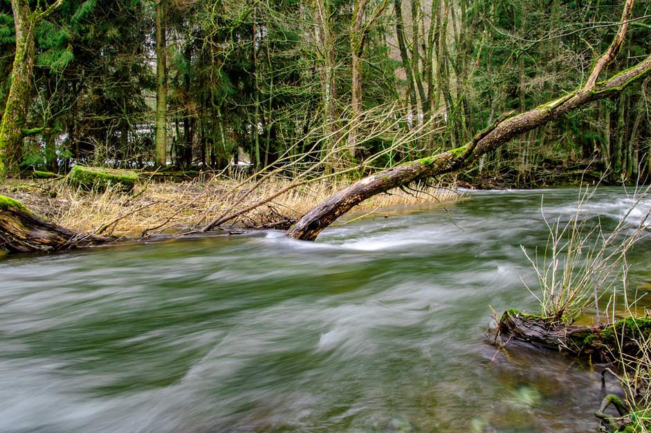 Tree Nature River Waters