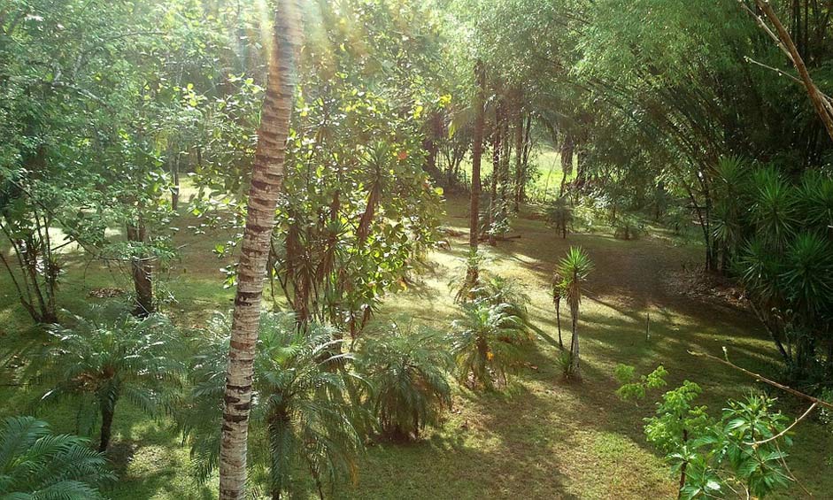 Landscape Belize Jungle Bamboo