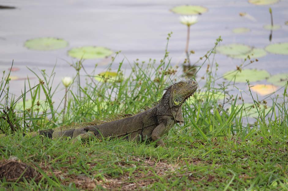 Lizard Lamanai Nature Belize