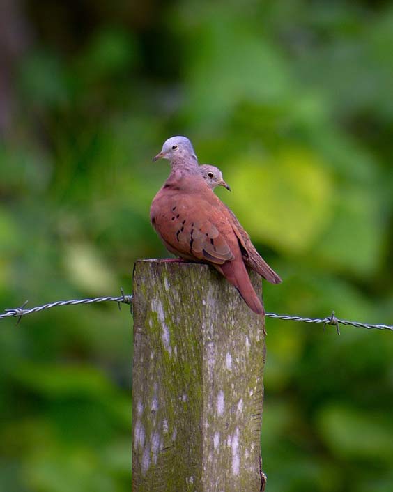 Animal Wildlife Nature Birds