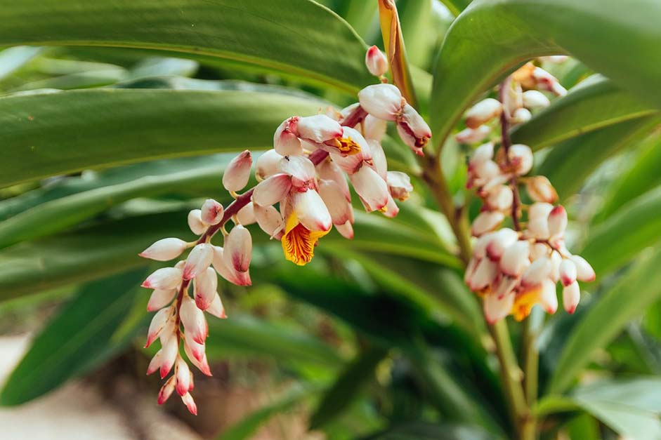 Flower Tropic Belize Leaves