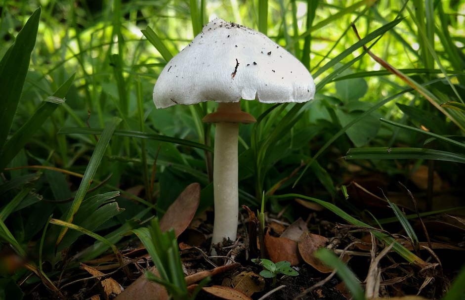Stem White Fungus Mushroom