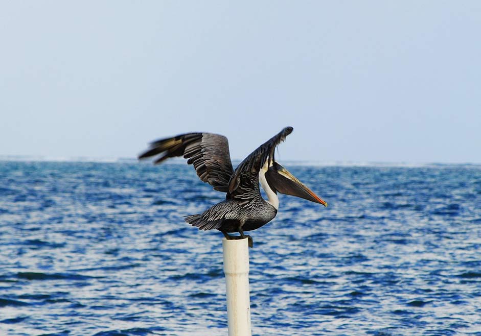 Wild Bird Belize Pelican