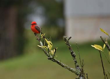 Vermilion-Flycatcher Outdoors Bird Nature Picture