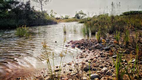 Belize Water Creek Brook Picture