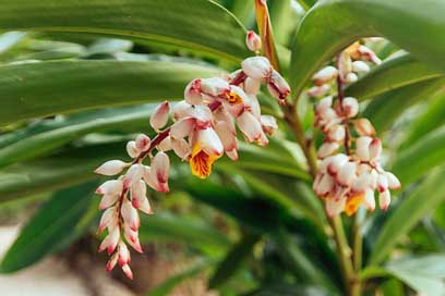 Leaves Flower Tropic Belize Picture