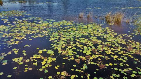 Water Belize Lily-Pads Lilies Picture