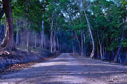 Woods Road Moody Spooky-Dirt-Road Picture