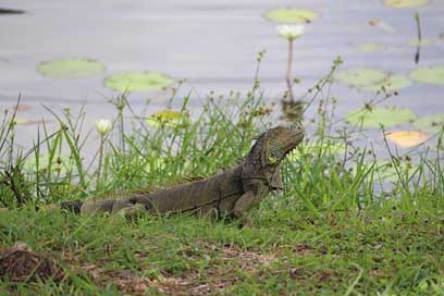 Belize Lizard Lamanai Nature Picture