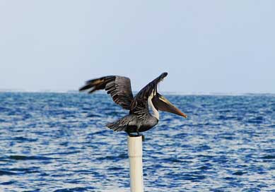 Pelican Wild Bird Belize Picture