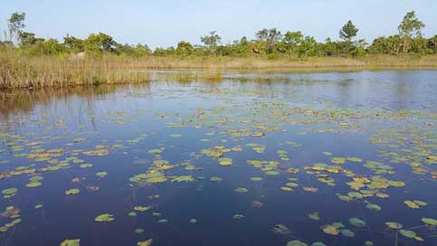 Pond Lilies Belize Lake Picture