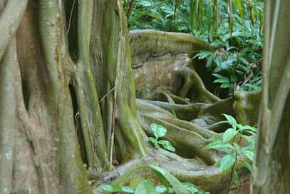 Root Tree Belize Jungle Picture