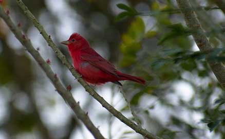 Bird Nature Summer-Tanager Tree Picture