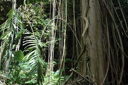Vine Tree Belize Jungle Picture