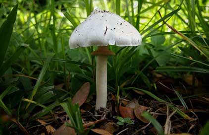 Mushroom Stem White Fungus Picture