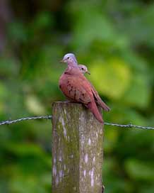 Birds Animal Wildlife Nature Picture