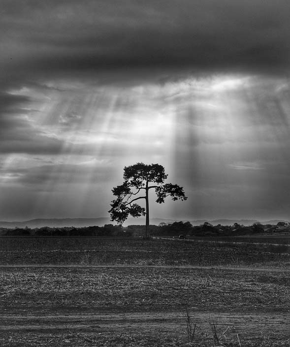 Storm Sun-Rays Landscape Tree