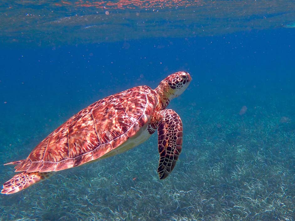 Tropical Ocean Belize Turtle
