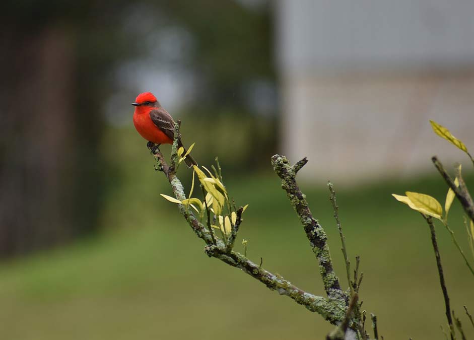 Outdoors Bird Nature Vermilion-Flycatcher