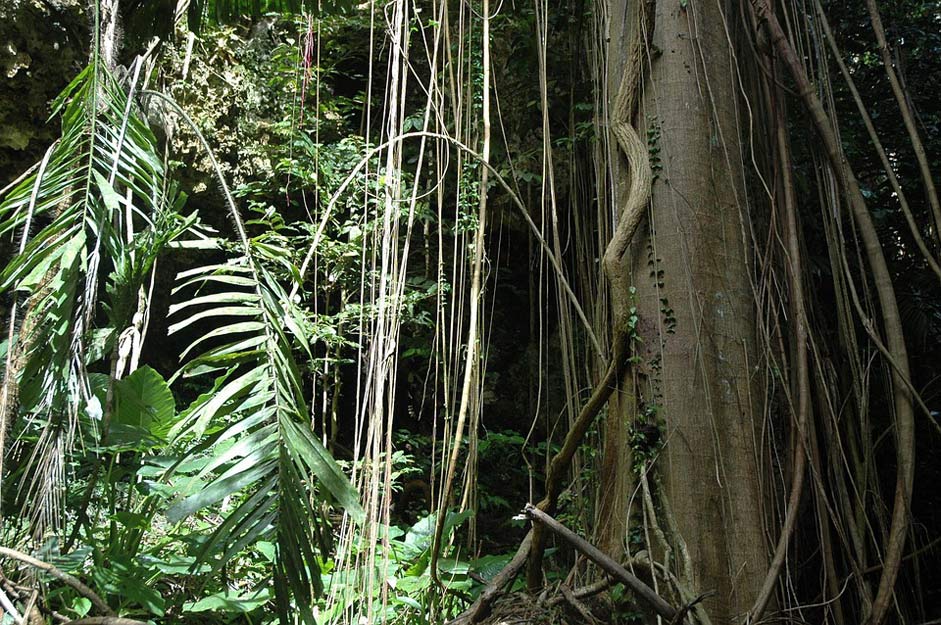 Tree Belize Jungle Vine