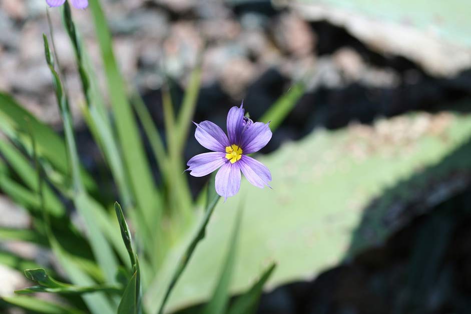   Sisyrinchium-Angustifolium Blue-Eyed-Grass