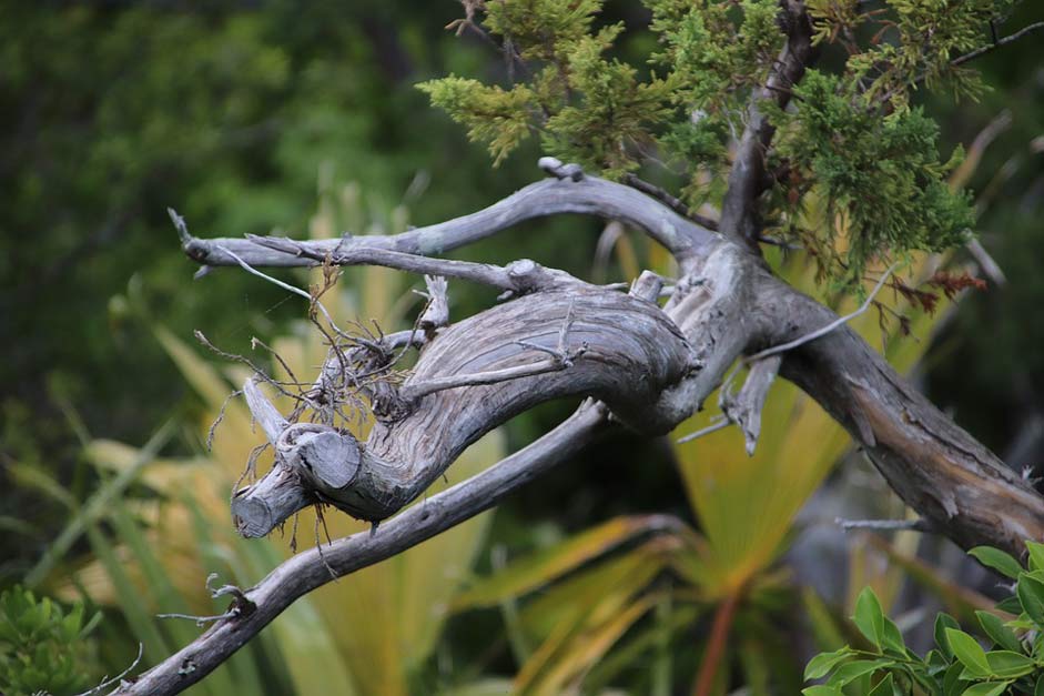  Nature Bermuda Dead-Branch