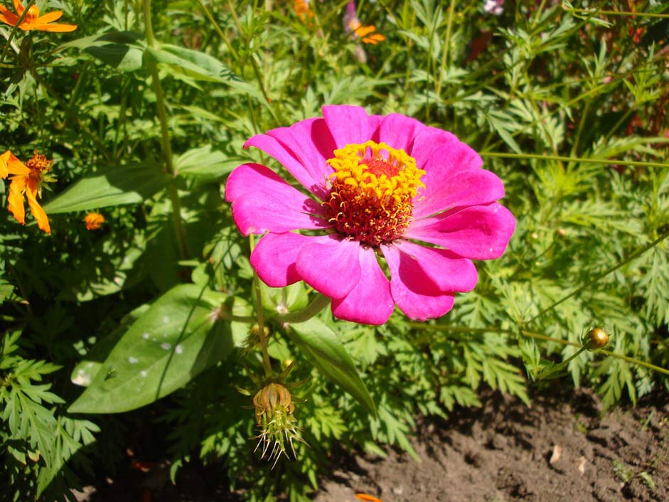 Blossom Bermuda Magenta Flower