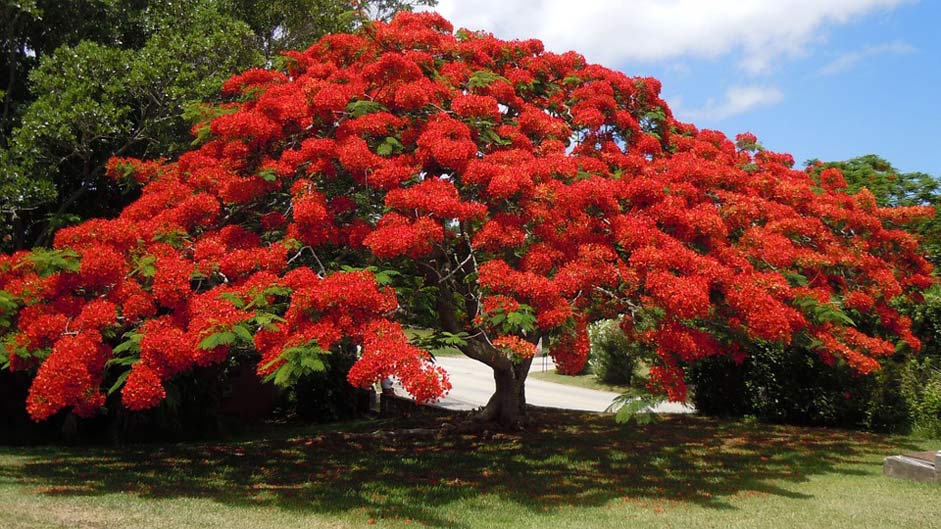 Floral Bermuda Poinsiana Flowering-Tree