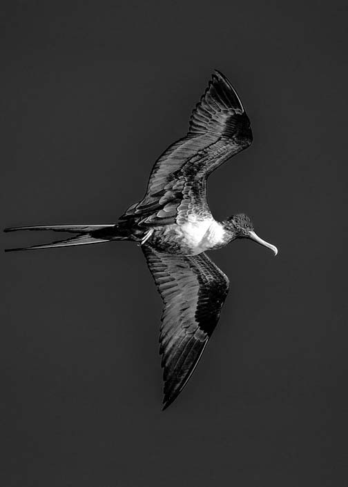 Bird Black-And-White Bermuda Frigate