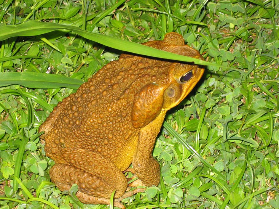 Close-Up Amphibian Night Frog