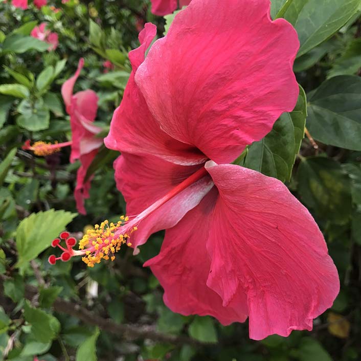 Bermuda Pink Flower Hibiscus