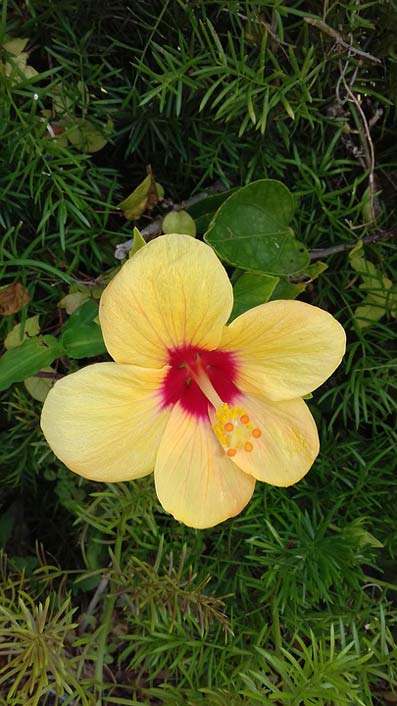 Leaf Flora Flower Nature