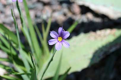 Blue-Eyed-Grass   Sisyrinchium-Angustifolium Picture