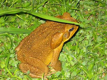 Frog Close-Up Amphibian Night Picture