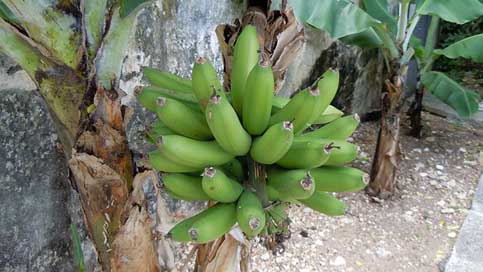 Bermuda Fruit Plant Bananas Picture