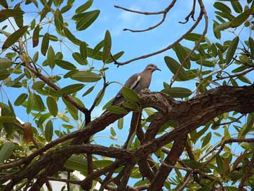 Bird Beak Nature Bermuda Picture