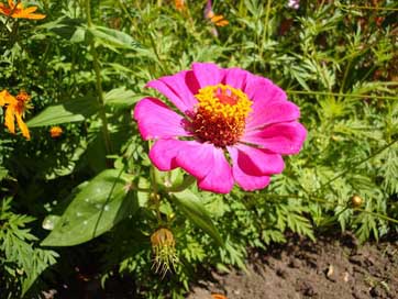 Flower Blossom Bermuda Magenta Picture