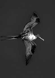 Frigate Bird Black-And-White Bermuda Picture