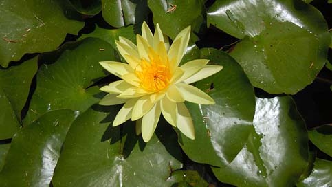 Water-Lily Bermuda Nature Yellow-Flower Picture