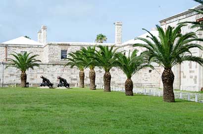 Palm-Tree Palm Vacation Bermuda Picture